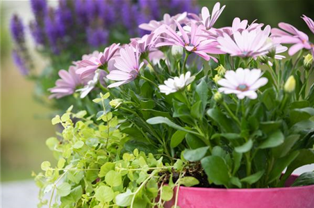 HERBSTLICHE PFLANZIDEEN HERBSTLICHE PFLANZIDEEN