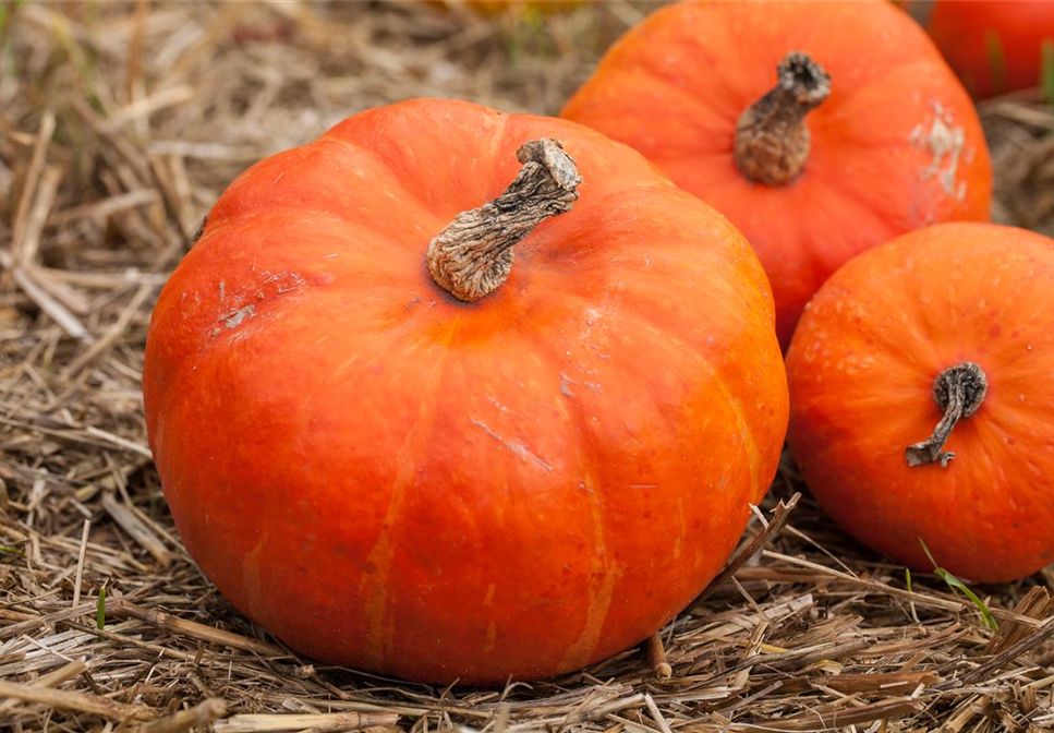 WIE GEHT...ERNTEDANK? WIE GEHT...ERNTEDANK?